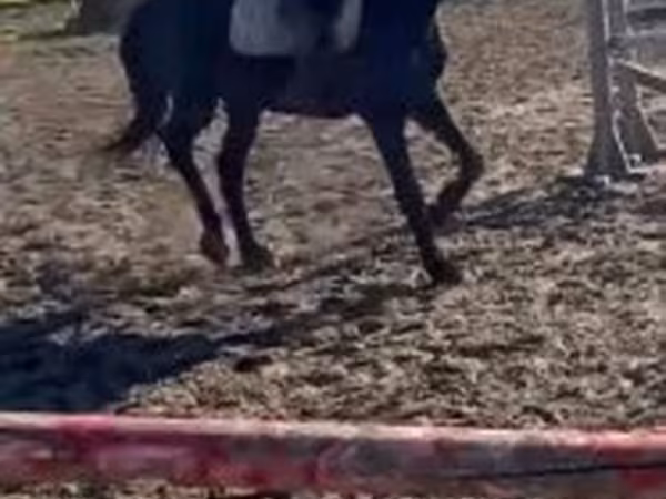 Kůň, Hungarian horse breed