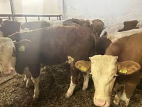 Bik, Simmental cattle — fotografija 5