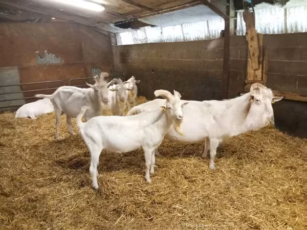 Oğlak, Saanen goat