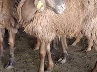 Ram, Schapen — foto 3