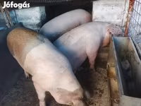 Schweine (Partie, Geschlecht nicht angegeben), Schweine — Foto 1