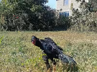 Shamo chickens — foto 3