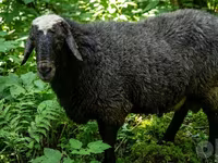 Wad, Sheep — sawirka 2