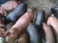 Schweine (Partie, Geschlecht nicht angegeben), Schweine — Foto 4