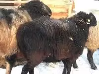 قوچ, گوسفند — عکس 2