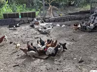 Chickens — foto 5