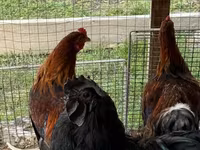 Chickens — fotografija 6