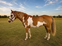 Kuda jantan, American paint horse — foto 2
