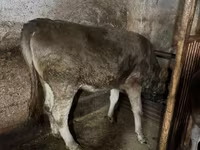 Cow, Swiss cattle — photo 1