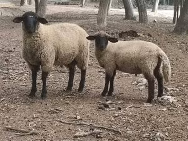 公羊, White Suffolk sheep