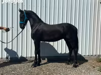 Hengst, Friesian — Foto 3