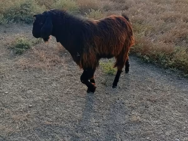 بز نر, Nubian Goat