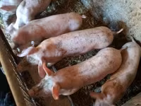 สุกร (เป็นล็อต, ไม่ระบุเพศ), หมู — รูปภาพ 1