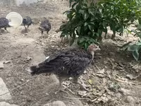 Turkeys — фото 1