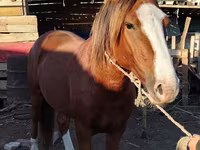 ม้าตัวผู้, Kazakh horse — รูปภาพ 1