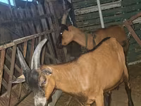 بز نر, بز — عکس 1