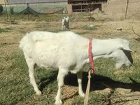 بز ماده, بز — عکس 2
