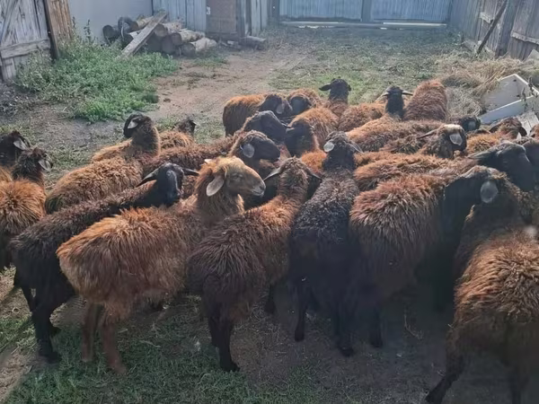 كبش, Edilbay sheep