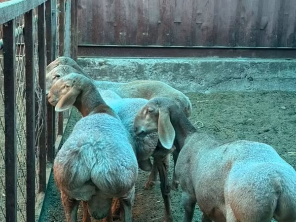 Ram, Sheep — Kyrgyzstan
