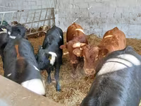 Rundvee (partij, geslacht niet gespecificeerd), Limousin koe — foto 1