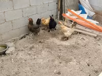 Chickens — عکس 1