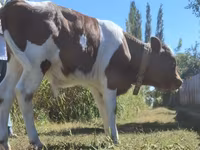 Toro, Simmental cattle — foto 3
