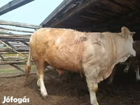 Dibi, Simmental cattle — sawirka 4