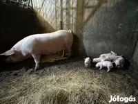 Babi betina, Крупная белая — foto 1