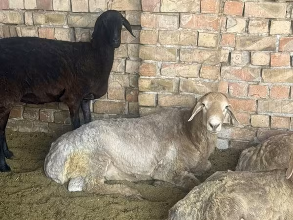 숫양, Arashan sheep