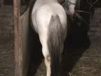 Cavallo, Cavalli — foto 7