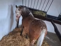 Hoppe, Berber horse — foto 2