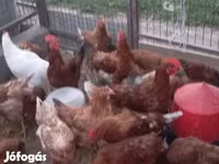 Chickens — foto 1