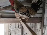 Chickens — zdjęcie 1