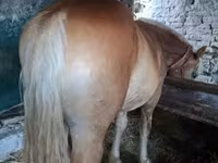 Kuda jantan, Horses — foto 4