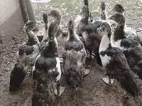 Ducks — foto 5