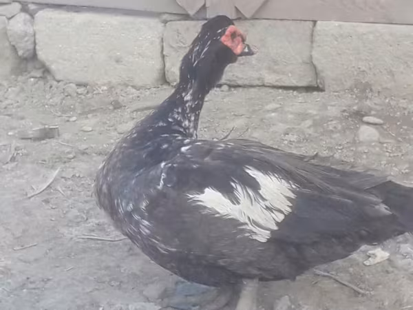 Ducks