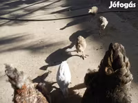 Guinea fowl — รูปภาพ 5