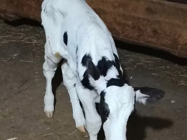 Bull, Swiss cattle