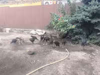 Chickens — ảnh 8