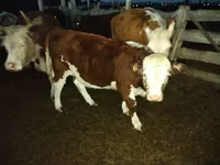 Bou, Simmental cattle — foto 2