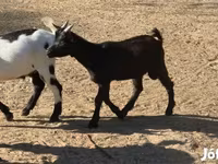 Kambing betina, Nigerian dwarf goats — foto 3