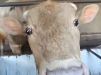 Touro, Simmental cattle — foto 4