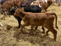 Lo’, Simmental cattle — sawirka 4