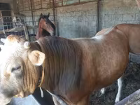 گاو نر, Swiss cattle — عکس 7