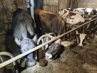 گائے, Russian Black pied cattle — تصویر 2
