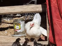 Chickens — تصویر 2