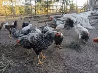 وایندوت — عکس 3