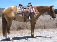 مادیان, Quarter Horse — عکس 1