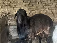 Widder, Hissar sheep — Foto 2