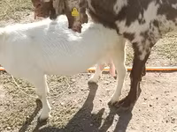بز (گروه، جنسیت مشخص نشده), Beetal goats — عکس 5